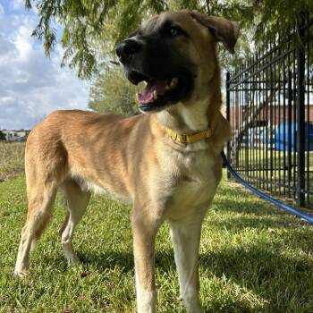 Rescue German Shepherd Dog Dogs for Adoption in Pearland, Texas - Chandler | PetCurious