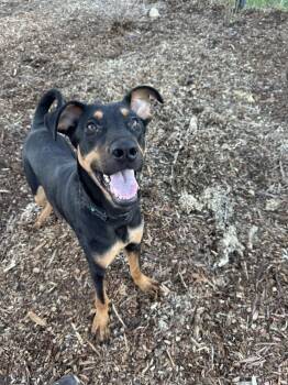 Doberman Pinscher and German Shepherd Dog Dogs Available for Adoption - Myra | PetCurious
