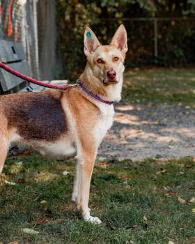 Madeline -  Shepherd and Affenpinscher Dog for Adoption in Coupeville, Washington - Madeline | PetCurious