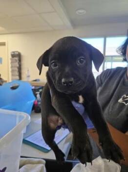Cerebus -  Pit Bull Terrier Dog for Adoption in Sacramento, California - Cerebus | PetCurious