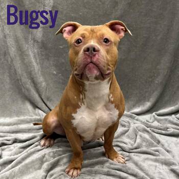 Bugsy -  Pit Bull Terrier Dog for Adoption in Pleasantville, New Jersey - Bugsy | PetCurious
