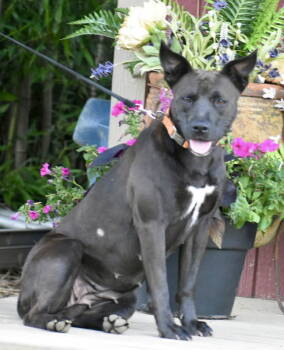 Rescue Terrier Dogs for Adoption in Franklin, Tennessee - BETTY BOOP | PetCurious