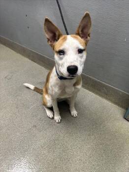 Terrier and Mixed Breed Dogs Available for Adoption - SWEET PEA | PetCurious