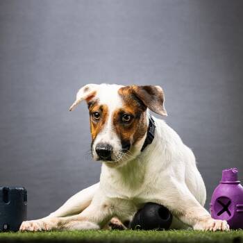 Rescue Mixed Breed Dogs for Adoption in Jupiter, Florida - Dodger | PetCurious