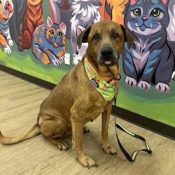 Clifford -  Hound and Mixed Breed Dog for Adoption in Lyndhurst, Virginia - Clifford | PetCurious