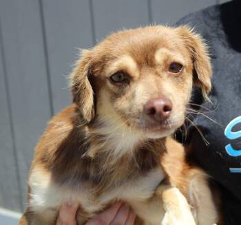 Nikita -  Chihuahua and Mixed Breed Dog for Adoption in Vacaville, California - Nikita | PetCurious