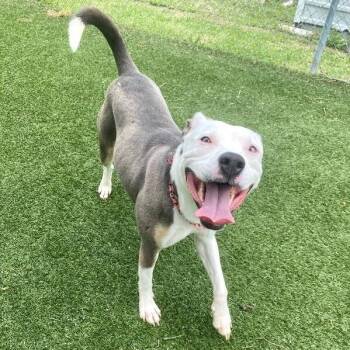 Bea Beautiful Babe -  Pit Bull Terrier and American Staffordshire Terrier Dog for Adoption in Friendswood, Texas - Bea Beautiful Babe | PetCurious