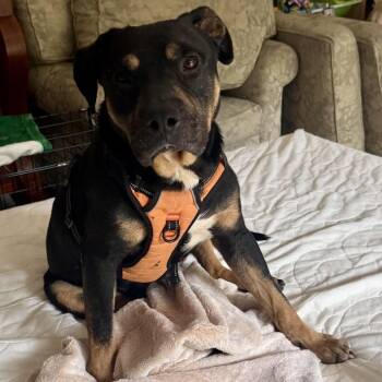 Mixed Breed Dogs Available for Adoption in Sonoma, California - Ronnie | PetCurious