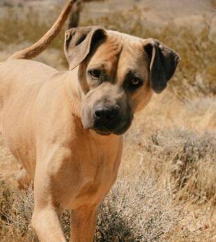 Labrador Retriever and Black Mouth Cur Dogs Available for Adoption - LILAC | PetCurious