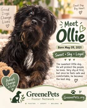 Ollie -  Yorkshire Terrier Dog for Adoption in Greeneville, Tennessee - Ollie | PetCurious