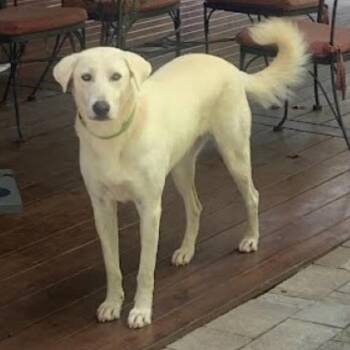 Ava -  Labrador Retriever and Mixed Breed Dog for Adoption in Lenoir, North Carolina - Ava | PetCurious