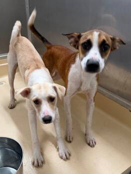 NACHO -  Mixed Breed Dog for Adoption in Burgaw, North Carolina - NACHO | PetCurious