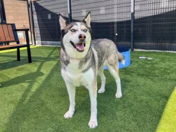 CHULA -  Siberian Husky Dog for Adoption in Tustin, California - CHULA | PetCurious
