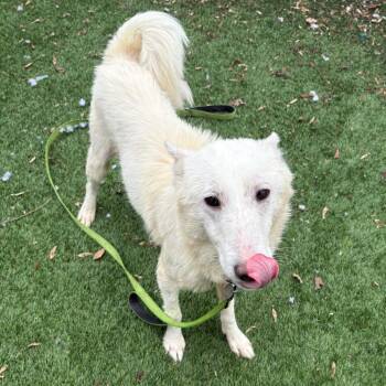 Eskimo Dog and Mixed Breed Dogs Available for Adoption - Snowball | PetCurious