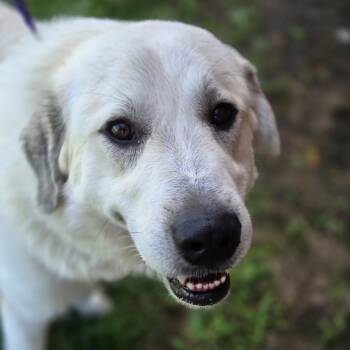 Rover -  Great Pyrenees and Mixed Breed Dog for Adoption in Normal, Illinois - Rover | PetCurious
