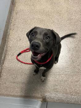 Velma -  Pit Bull Terrier Dog for Adoption in Troy, Ohio - Velma | PetCurious