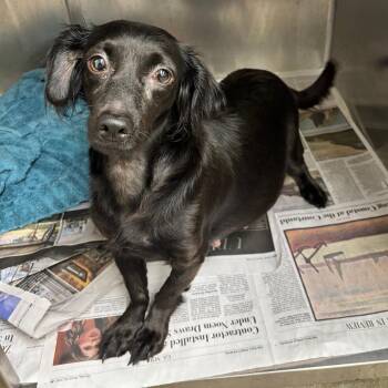 Sunshine Bear -  Chihuahua Dog for Adoption in Corpus Christi, Texas - Sunshine Bear | PetCurious