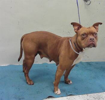 Staffordshire Bull Terrier and Mixed Breed Dogs Available for Adoption in Houston, Texas - GALLETA | PetCurious