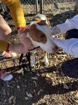 Pointer Dogs Available for Adoption - Ella | PetCurious