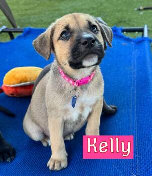 Kelly -  Black Mouth Cur and Hound Dog for Adoption in Fort Worth, Texas - Kelly | PetCurious