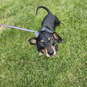 Johnny -  Dachshund Dog for Adoption in Coatesville, Pennsylvania - Johnny | PetCurious