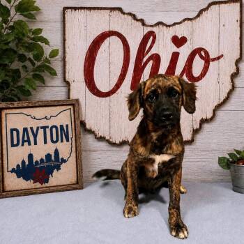 Dayton -  Mixed Breed Dog for Adoption in Joliet, Illinois - Dayton | PetCurious