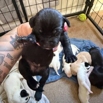 Fudge -  Black Labrador Retriever Dog for Adoption in Hohenwald, Tennessee - Fudge | PetCurious