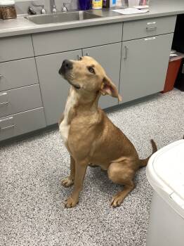 Rescue Terrier Dogs for Adoption in Athens, Tennessee - Boress | PetCurious