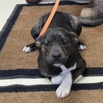 Pit Bull Terrier Dogs Available for Adoption in Fairfax, Virginia - Taffy | PetCurious