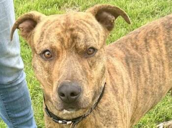 Mixed Breed Dogs Available for Adoption in Georgetown, Texas - Rusty | PetCurious