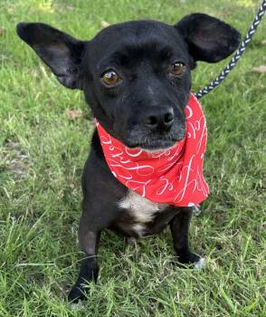 Chiweenie Dogs Available for Adoption - INES | PetCurious