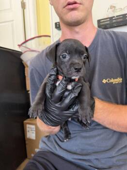 Fontina  - Mozzarella -  American Bulldog Dog for Adoption in Lakeland, Florida - Fontina  - Mozzarella | PetCurious