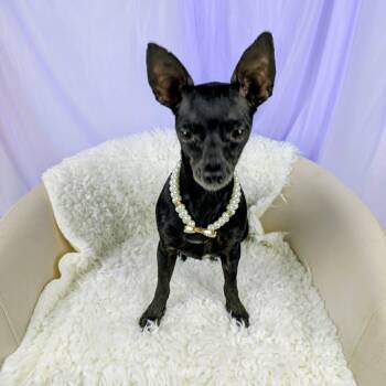 Chihuahua Dogs Available for Adoption in Round Rock, Texas - Bean | PetCurious