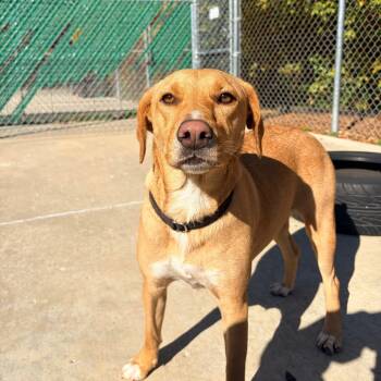Rescue Retriever and Mixed Breed Dogs for Adoption in Belleville, Illinois - Priti | PetCurious
