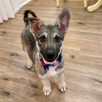 Sake Sushi Soy Cute -  German Shepherd Dog and Australian Shepherd Dog for Adoption in Friendswood, Texas - Sake Sushi Soy Cute | PetCurious