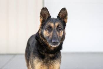 German Shepherd Dog Dogs Available for Adoption in Othello, Washington - Mulan | PetCurious