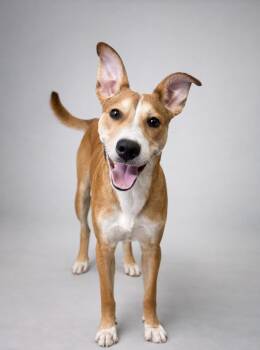 Johnny Knoxville -  Cattle Dog Dog for Adoption in Springfield, Missouri - Johnny Knoxville | PetCurious