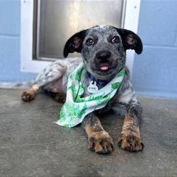 Blaze -  Australian Cattle Dog Blue Heeler and Mixed Breed Dog for Adoption in Binghamton, New York - Blaze | PetCurious
