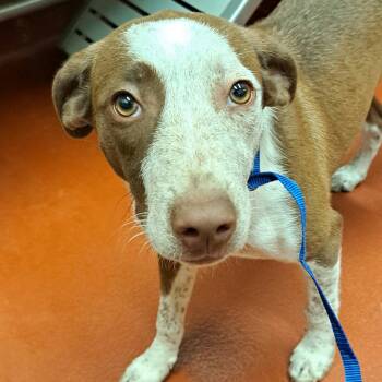 Rescue Mixed Breed Dogs for Adoption in Douglasville, Georgia - Nova | PetCurious