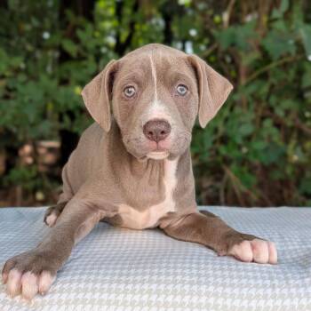 Oakley 07-1513 -  Pit Bull Terrier and Labrador Retriever Dog for Adoption in Covington, Georgia - Oakley 07-1513 | PetCurious