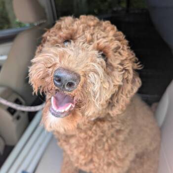 Ocean Spray -  Golden Retriever and Poodle Dog for Adoption in Dover, New Hampshire - Ocean Spray | PetCurious