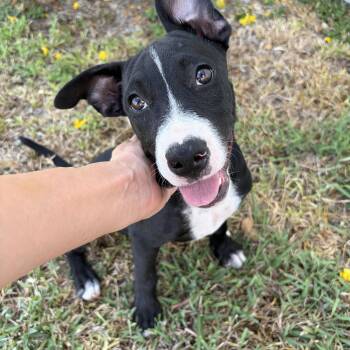 Darla -  Australian Kelpie Dog for Adoption in Harlingen, Texas - Darla | PetCurious
