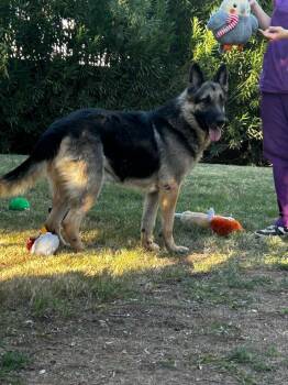 German Shepherd Dog Dogs Available for Adoption in Glendale, Arizona - Champ | PetCurious