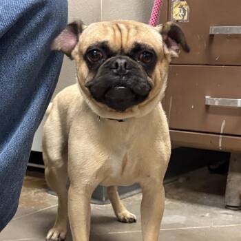 Pugsley -  Pug Dog for Adoption in Yuma, Arizona - Pugsley | PetCurious