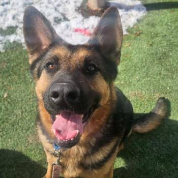 German Shepherd Dog Dogs Available for Adoption - Hercules | PetCurious
