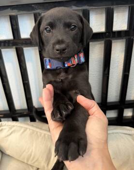 Zeke - The Angel Boy -  Black Labrador Retriever Dog Available for Adoption in Carolina, Carolina - Zeke - The Angel Boy | PetCurious