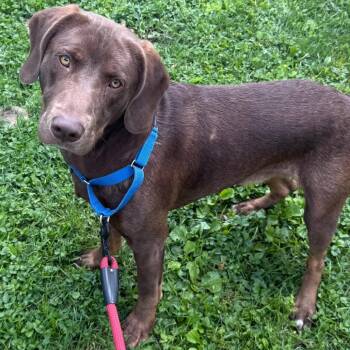 Cupertino -  Chocolate Labrador Retriever Dog for Adoption in Aldie, Virginia - Cupertino | PetCurious