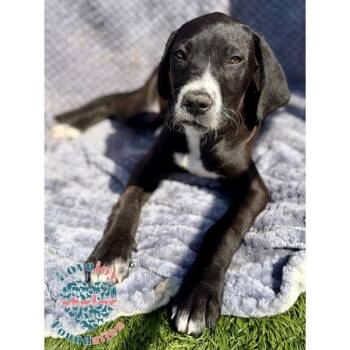 German Shorthaired Pointer and Cane Corso Dogs Available for Adoption in Inglewood, California - Saint Joseph Litter-Sophia COH | PetCurious