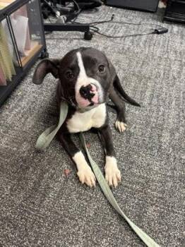 Mixed Breed Dogs Available for Adoption in West Chester, Pennsylvania - Roman | PetCurious