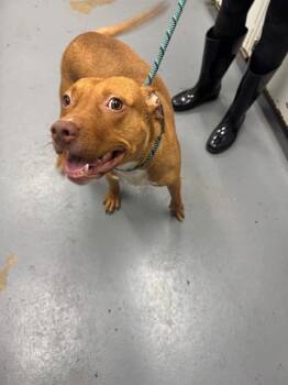 BALEEN -  Pit Bull Terrier Dog for Adoption in Peoria, Illinois - BALEEN | PetCurious